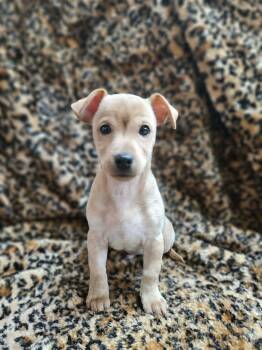 Kendrick -  Chihuahua and Dachshund Dog for Adoption in El Centro, California - Kendrick | PetCurious