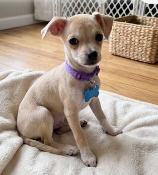 Mimosa -  Chihuahua Dog for Adoption in Dallas, Texas - Mimosa | PetCurious