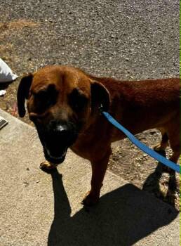Savva -  Mixed Breed Dog for Adoption in Evansville, Indiana - Savva | PetCurious