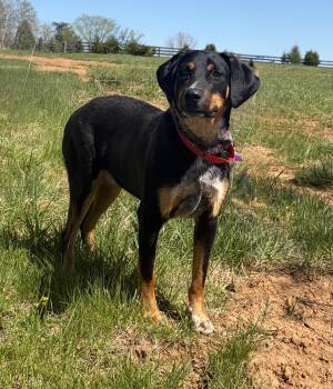 Mixed Breed Dogs Available for Adoption - Stevie  | PetCurious