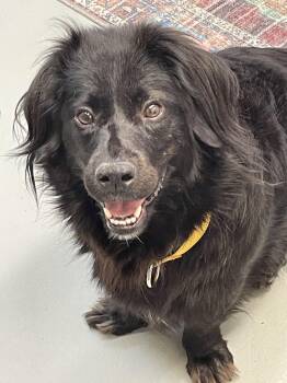 Rescue Flat Coated Retriever Dogs for Adoption in Fincastle, Virginia - Bethany | PetCurious