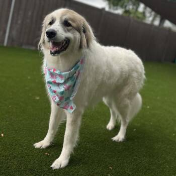 Kalaya 2539 -  Great Pyrenees Dog for Adoption in Loxahatchee Groves, Florida - Kalaya 2539 | PetCurious