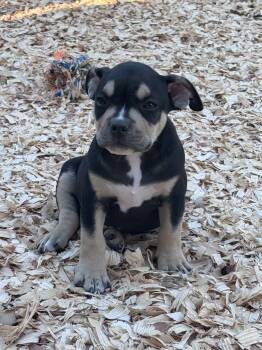 Max -  American Bully Dog for Sale in Lexington, South Carolina - Max | PetCurious