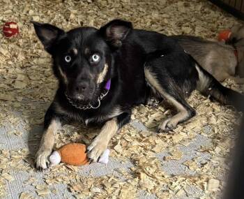 Rescue Husky Dogs for Adoption in Jay, New York - Grace Azul | PetCurious