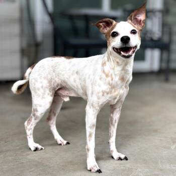 Ipu -  Mixed Breed Dog for Adoption in Keaau, Hawaii - Ipu | PetCurious