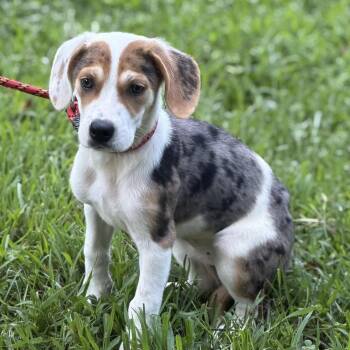 BISCUIT -  Beagle Dog for Adoption in Locust Fork, Alabama - BISCUIT | PetCurious