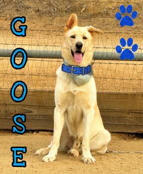 GOOSE -  Labrador Retriever and German Shepherd Dog Dog for Adoption in Perris, California - GOOSE | PetCurious