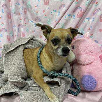 A613627 -  Chihuahua Dog for Adoption in Modesto, California - A613627 | PetCurious