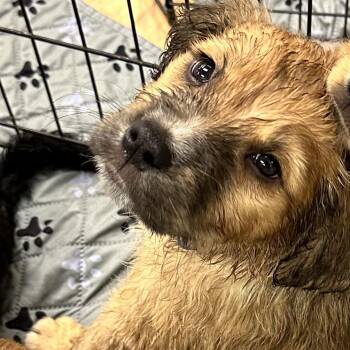 Mixed Breed Dogs Available for Adoption in Austell, Georgia - Artemis | PetCurious