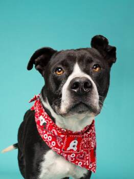 Denali Frankfurt -  Mixed Breed Dog for Adoption in Atlanta, Georgia - Denali Frankfurt | PetCurious