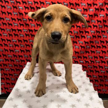 Rebecca Welton -  Labrador Retriever and German Shepherd Dog Dog for Adoption in Washburn, Missouri - Rebecca Welton | PetCurious