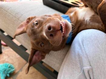 Honey -  Chocolate Labrador Retriever Dog for Adoption in Yonkers, New York - Honey | PetCurious