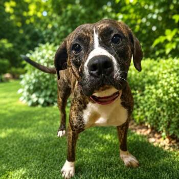 Brent (20260910-04) -  Boxer Dog for Adoption in Niagara Falls, Ontario - Brent (20260910-04) | PetCurious