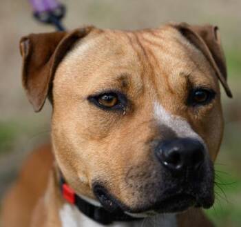 SNICKERDOODLE -  Mixed Breed Dog for Adoption in Fernandina Beach, Florida - SNICKERDOODLE | PetCurious
