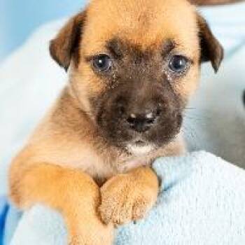 Shandy -  Shepherd and Mixed Breed Dog for Adoption in Minneapolis, Minnesota - Shandy | PetCurious