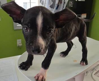 Jagger -  Hound Dog for Adoption in Cleveland, Tennessee - Jagger | PetCurious