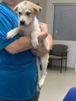 Mojo -  Australian Shepherd and Mixed Breed Dog for Adoption in Beatrice, Nebraska - Mojo | PetCurious