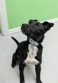 Rescue Australian Cattle Dog Blue Heeler Dogs for Adoption in Okmulgee, Oklahoma - Tucker | PetCurious