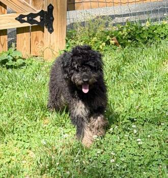 Poodle Dogs Available for Adoption in Troy, Virginia - Cliff | PetCurious