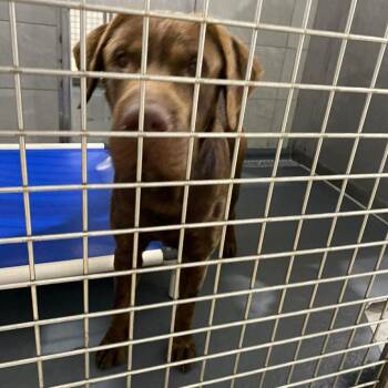 Cocoa Butter -  Chocolate Labrador Retriever and Mixed Breed Dog for Adoption in Austin, Texas - Cocoa Butter | PetCurious