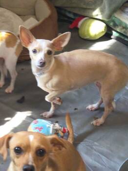 Bekka -  Chihuahua Dog for Adoption in Thompson Falls, Montana - Bekka | PetCurious