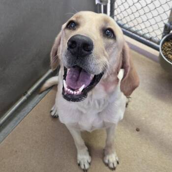 Yellow Labrador Retriever Dogs Available for Adoption in Murray, Utah - Georgia | PetCurious