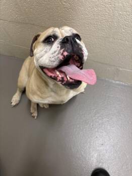 English Bulldog Dogs Available for Adoption in Hagerstown, Maryland - HARPER | PetCurious