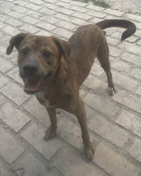 Jerry -  Mountain Cur Dog for Adoption in Pine Bluff, Arkansas - Jerry | PetCurious
