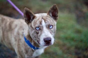 Jack Frost -  Husky and Mixed Breed Dog for Adoption in Yakima, Washington - Jack Frost | PetCurious
