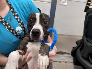 Wasabi -  Mixed Breed Dog for Adoption in New York, New York - Wasabi | PetCurious