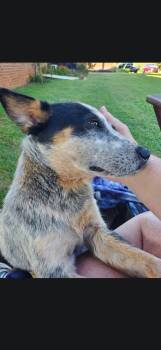 Zeeke -  Australian Cattle Dog Blue Heeler Dog for Adoption in Westwood, New Jersey - Zeeke | PetCurious