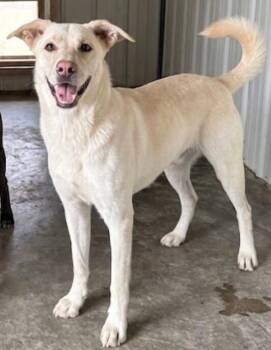 Holly -  Yellow Labrador Retriever and Mixed Breed Dog for Adoption in Severance, Colorado - Holly | PetCurious