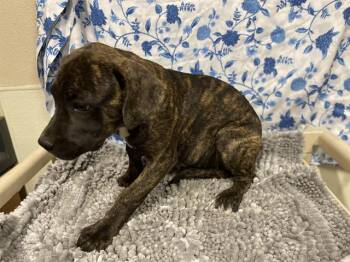 A612075 -  Cane Corso Dog for Adoption in Modesto, California - A612075 | PetCurious
