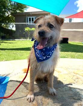 Rescue Terrier Dogs for Adoption in Humacao, Humacao - Benji | PetCurious
