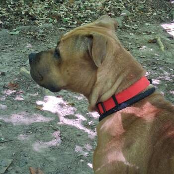 Princess Hall -  Pit Bull Terrier Dog for Adoption in Greensboro, North Carolina - Princess Hall | PetCurious