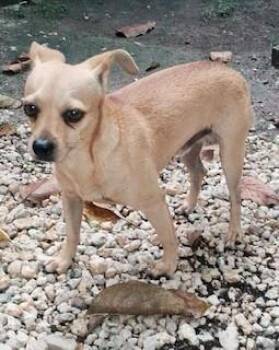 BEAN -  Chihuahua Dog for Adoption in Doral, Florida - BEAN | PetCurious