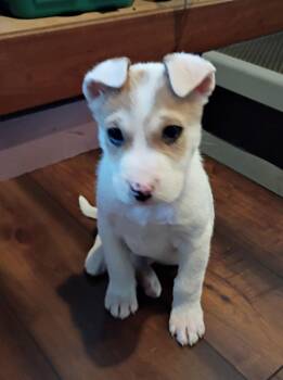 Border Collie and Husky Dogs Available for Adoption - Orville | PetCurious