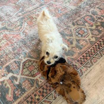 Terrier and Chihuahua Dogs Available for Adoption - Punky Brewster (C000-046) *Available 3/5* Costa Mesa Location | PetCurious