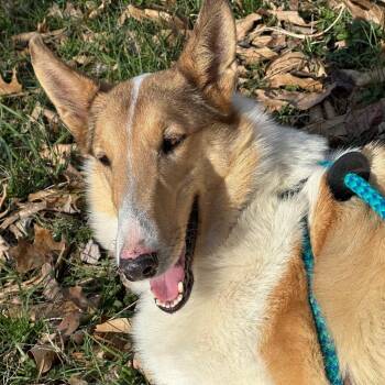 Smooth Collie Dogs Available for Adoption in Columbia, Missouri - Lady | PetCurious
