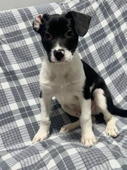 Emanuel -  Mixed Breed Dog for Adoption in West Chester, Pennsylvania - Emanuel | PetCurious