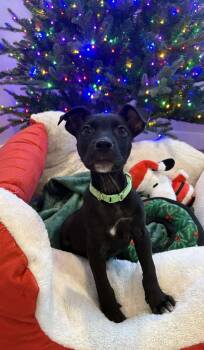 Rescue Black Labrador Retriever Dogs for Adoption in Woolwich, Maine - Pumpkin | PetCurious