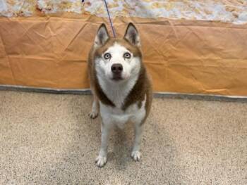 JEAN -  Siberian Husky Dog for Adoption in Doral, Florida - JEAN | PetCurious