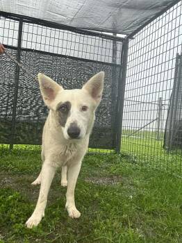 Lexi -  Mixed Breed Dog for Adoption in Scott, Louisiana - Lexi | PetCurious