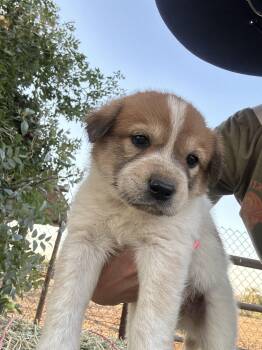 HAZEL -  Great Pyrenees Dog for Adoption in Granite Bay, California - HAZEL | PetCurious