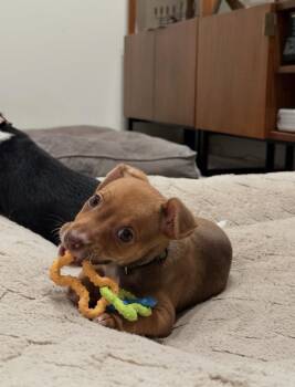 Argie -  Terrier Dog for Adoption in Bothell, Washington - Argie | PetCurious