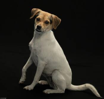 Pumpkin (Coming Soon) -  Terrier Dog for Adoption in Bonifay, Florida - Pumpkin (Coming Soon) | PetCurious