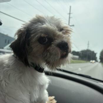 Mojo -  Shih Tzu Dog for Adoption in Griffith, Indiana - Mojo | PetCurious