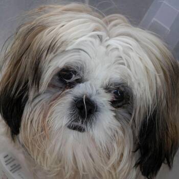 Shih Tzu Dogs Available for Adoption - Bentley (F26-40) | PetCurious