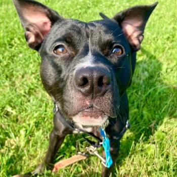 Bodie -  Mixed Breed Dog for Adoption in State College, Pennsylvania - Bodie | PetCurious
