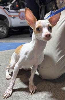 Chihuahua and Mixed Breed Dogs Available for Adoption in El Paso, Texas - POLKA DOT | PetCurious